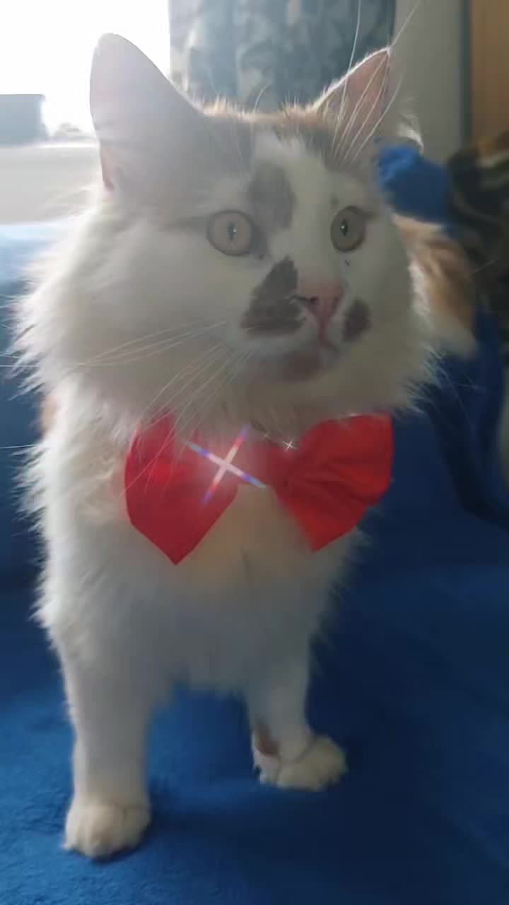 @Meowko