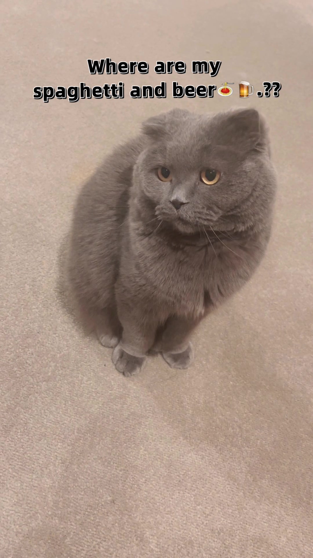@Modern Cats family