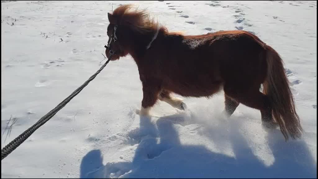@eventingridersx