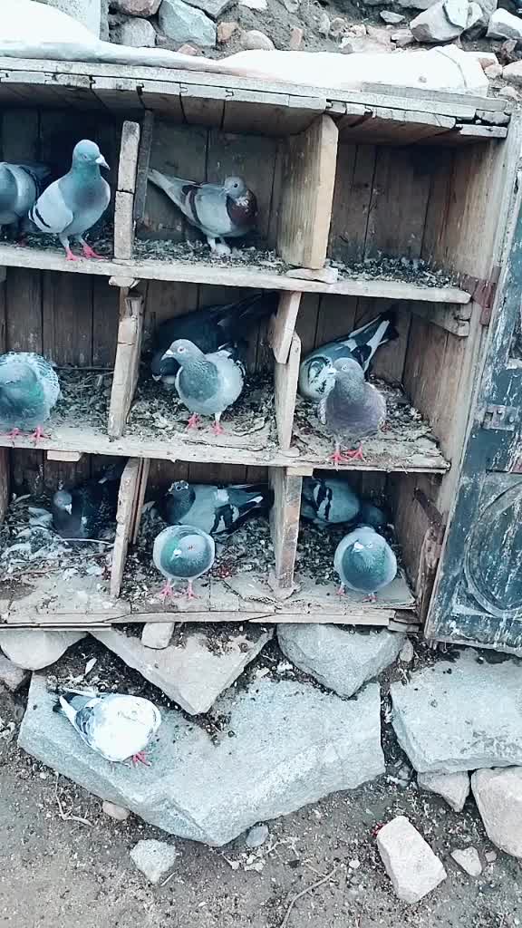 @Ramanji Palegar