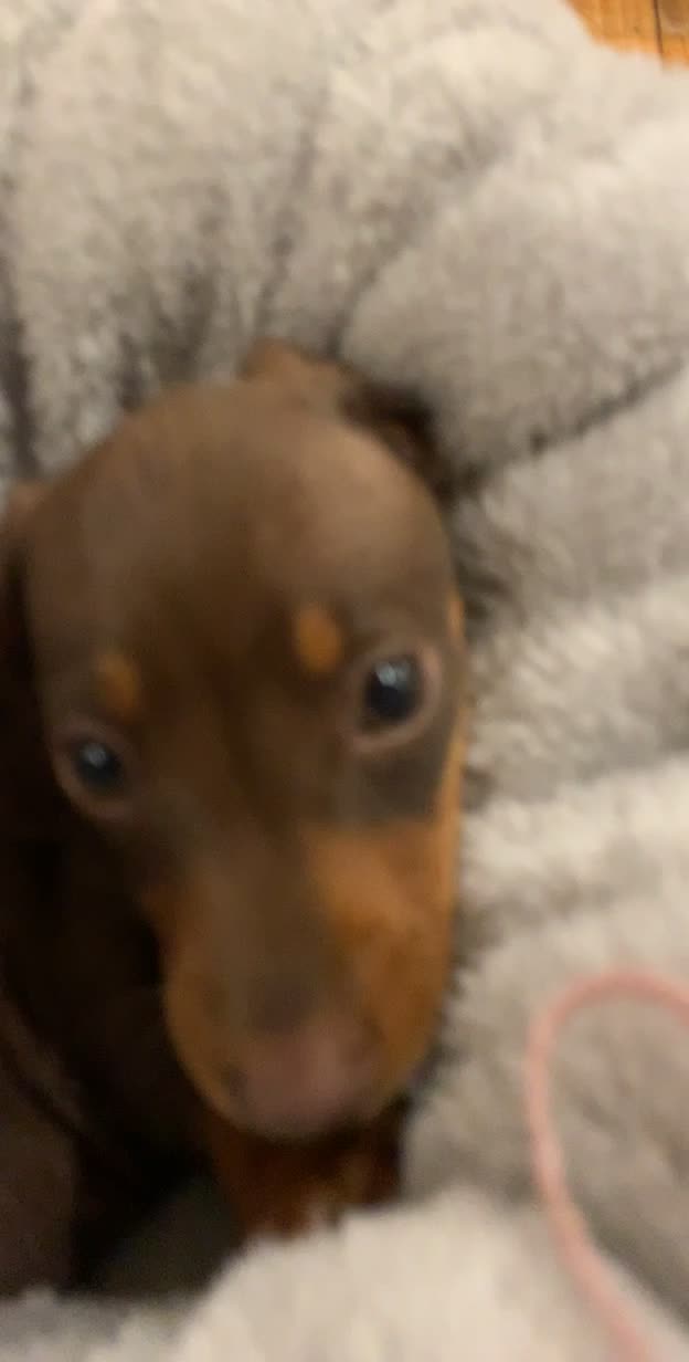 @Pip The Sausage 🤍