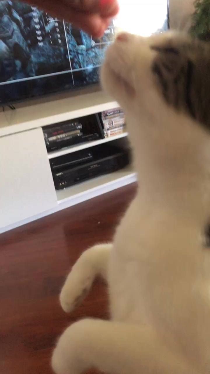 @cuddlyanimals1022