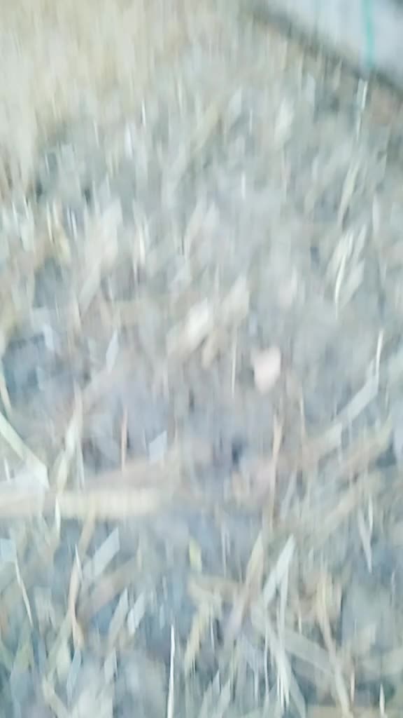 @Fejanrana