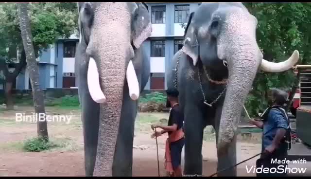 @കൊമ്പൻ