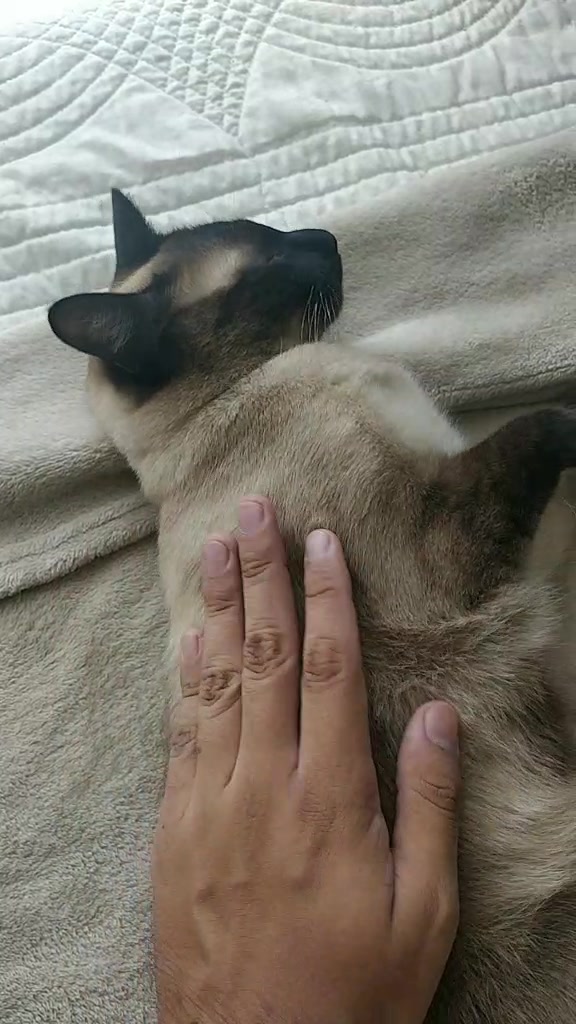 @Titan the Cat