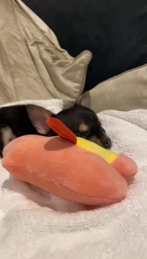 @Paco.the.Chihuahua