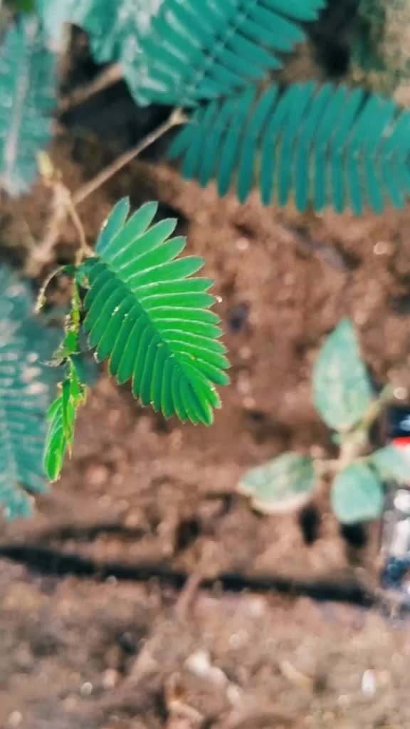 @🍁⚛️chandichayan⚛️🍁