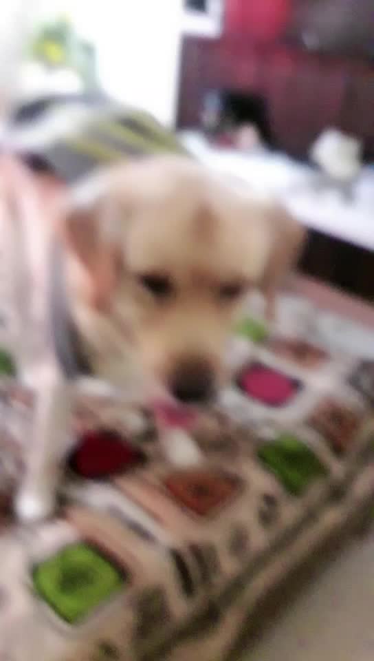 @Dog lovers