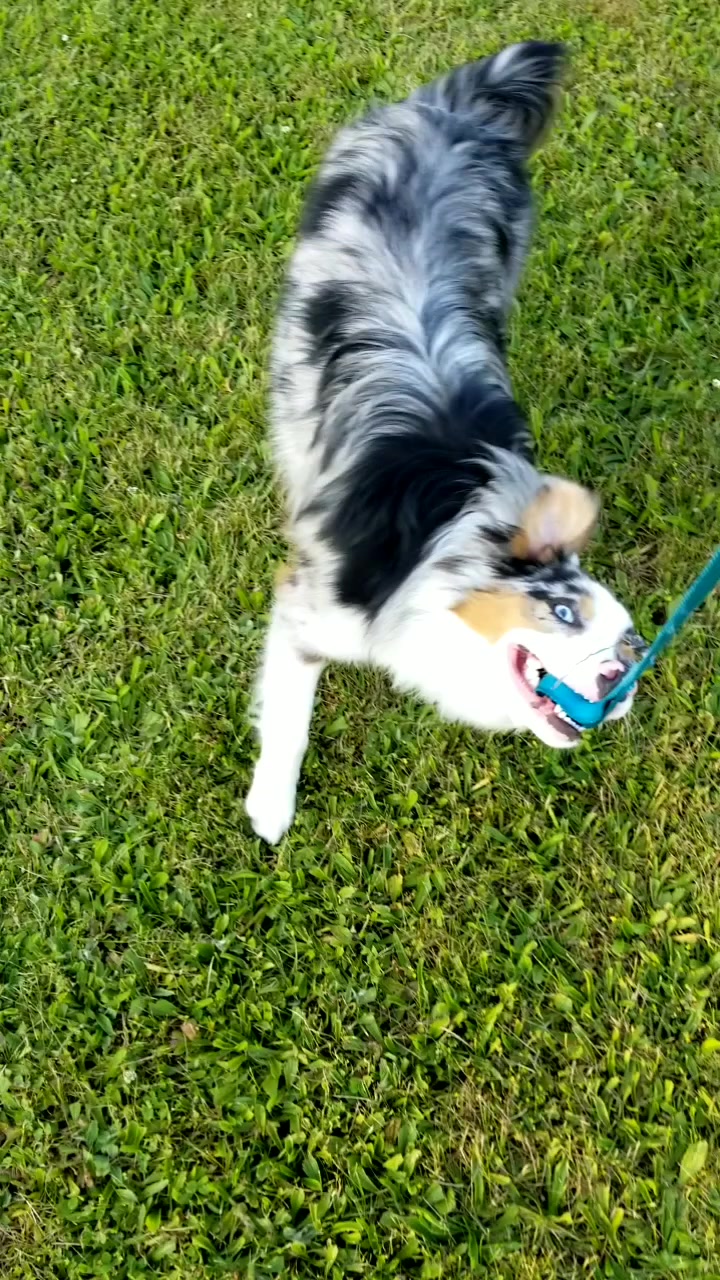 @Jett The Aussie