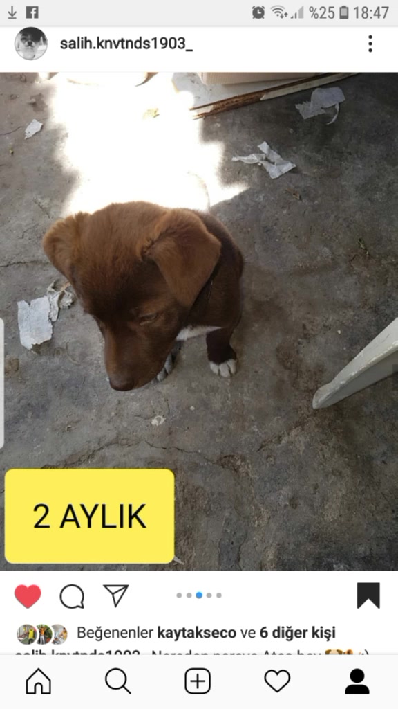 @O Bir Murtake'Li