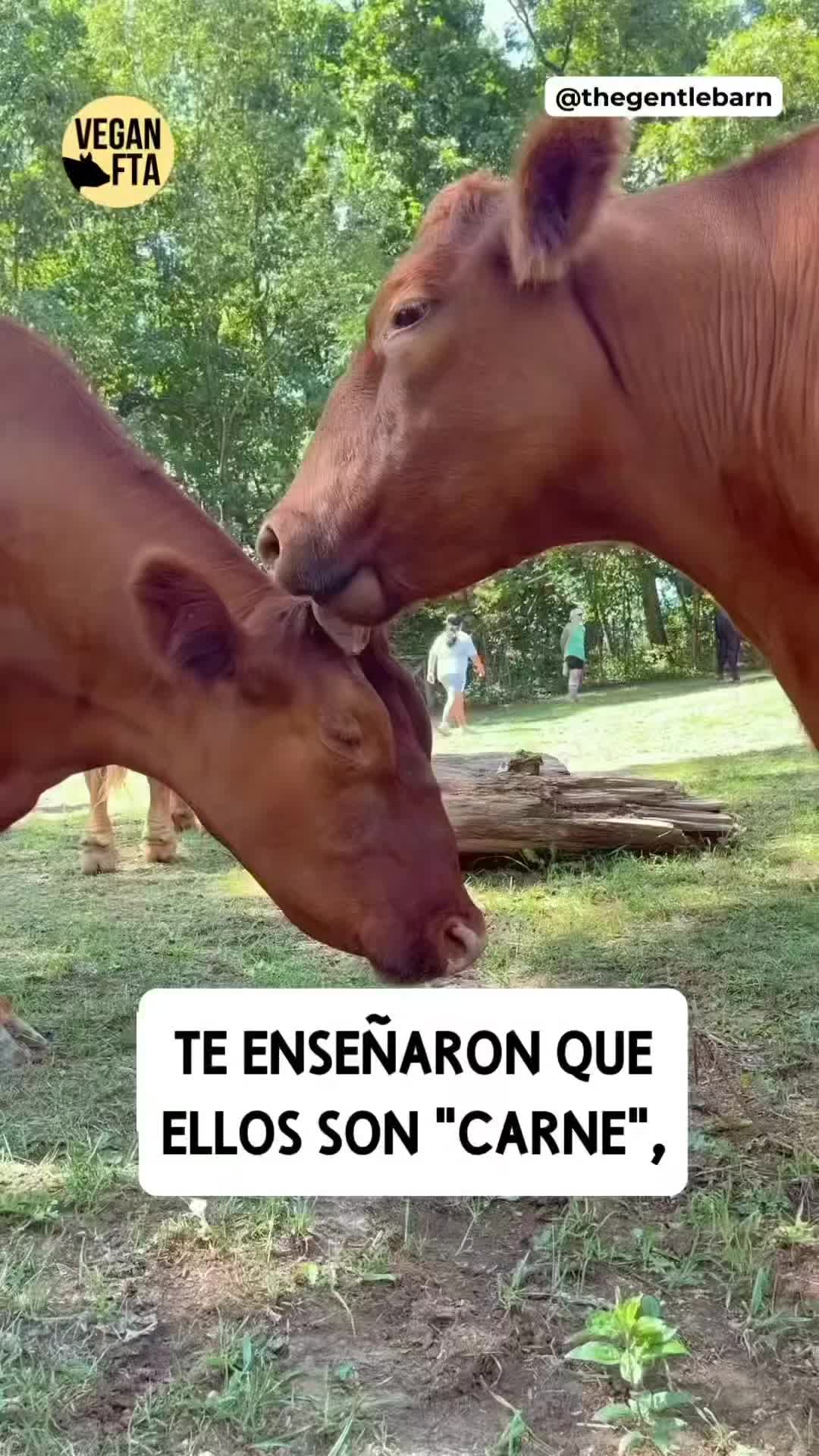 @La Rueda Vegetariana
