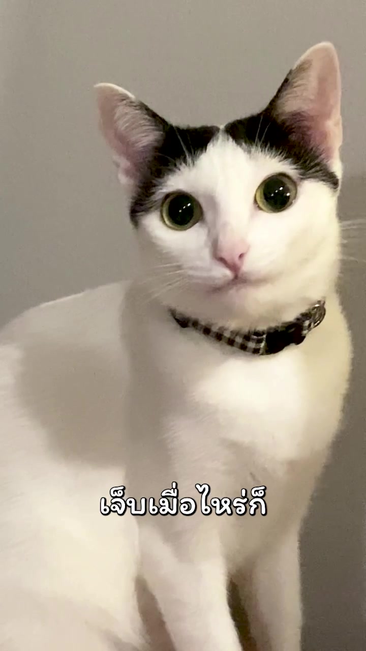 @แชปครองโลก