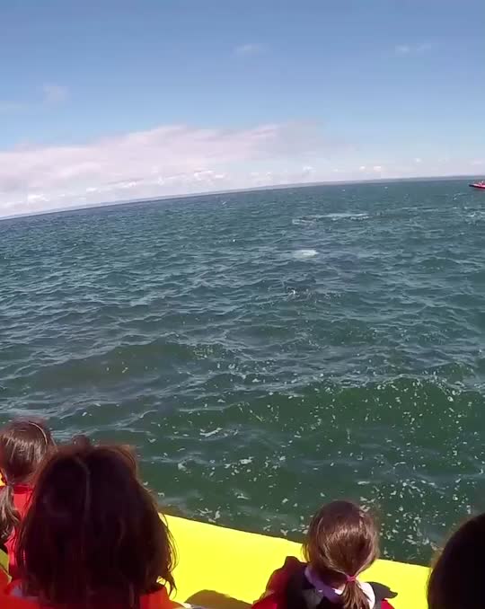 @Croisières AML