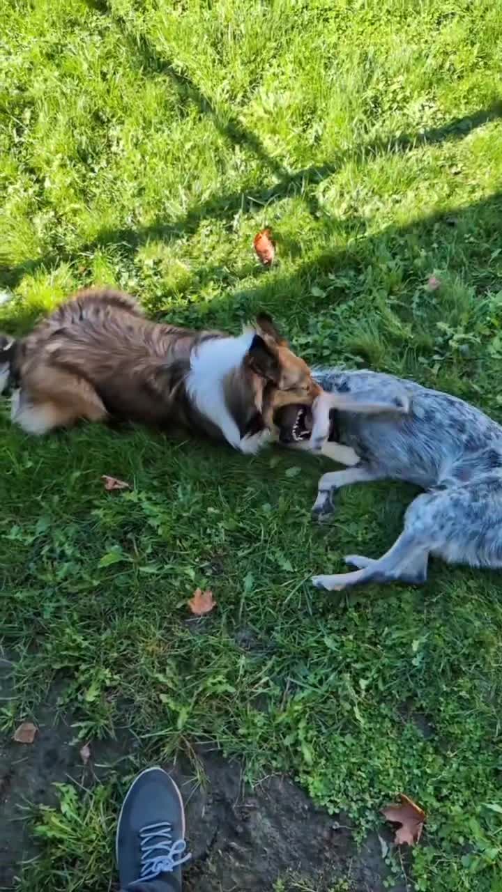 @CattleDog Abby