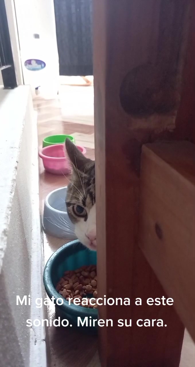 @Animales reales