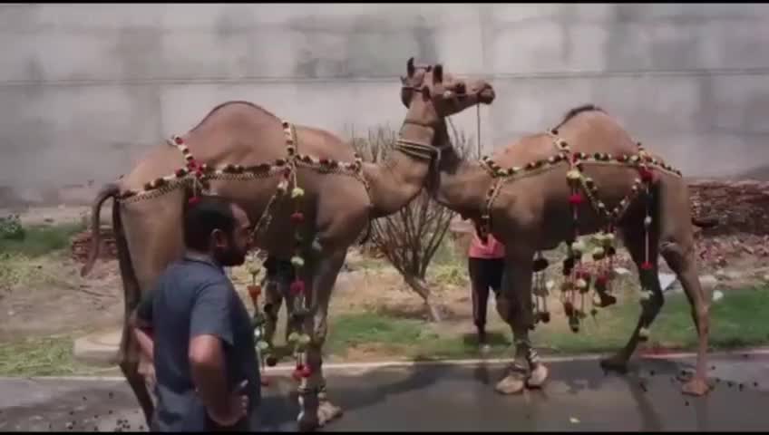 @Aahil Shaikh