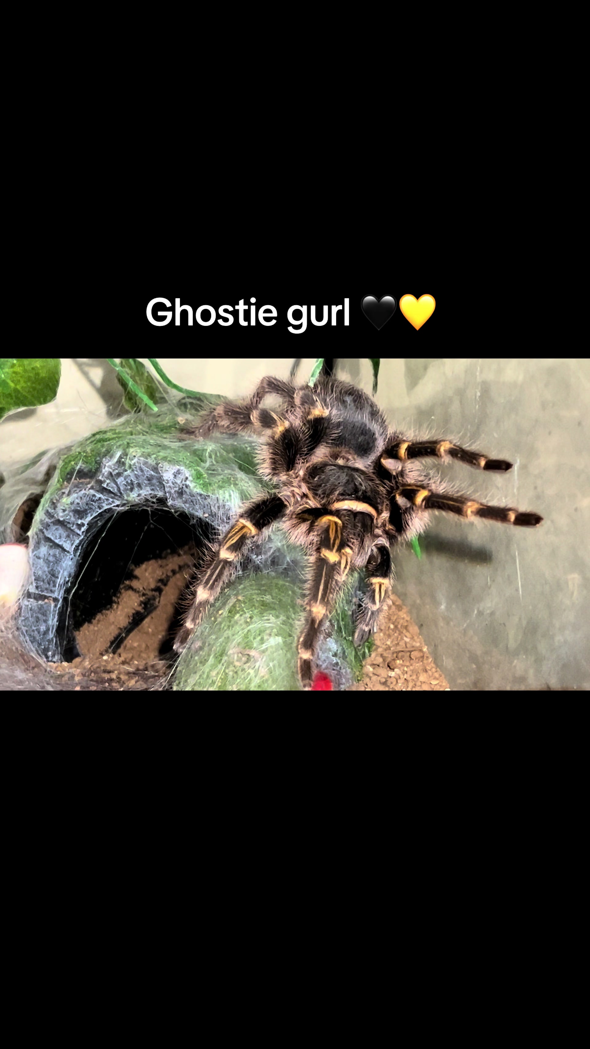 @The Tarantula twins 🕷️