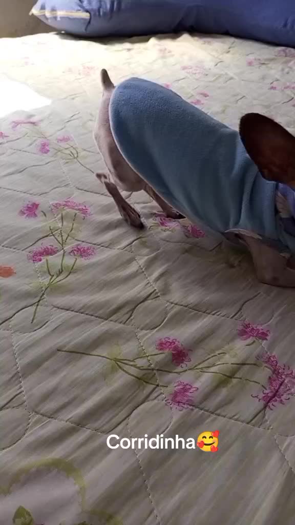 @Lilizinha🐶