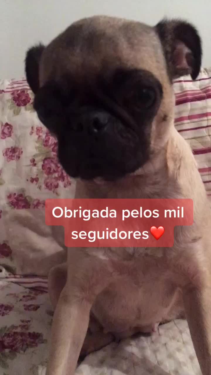 @Pug_kinder