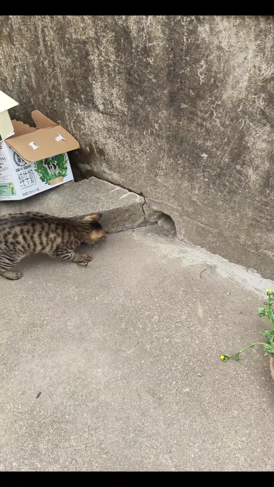 @Pets.VN