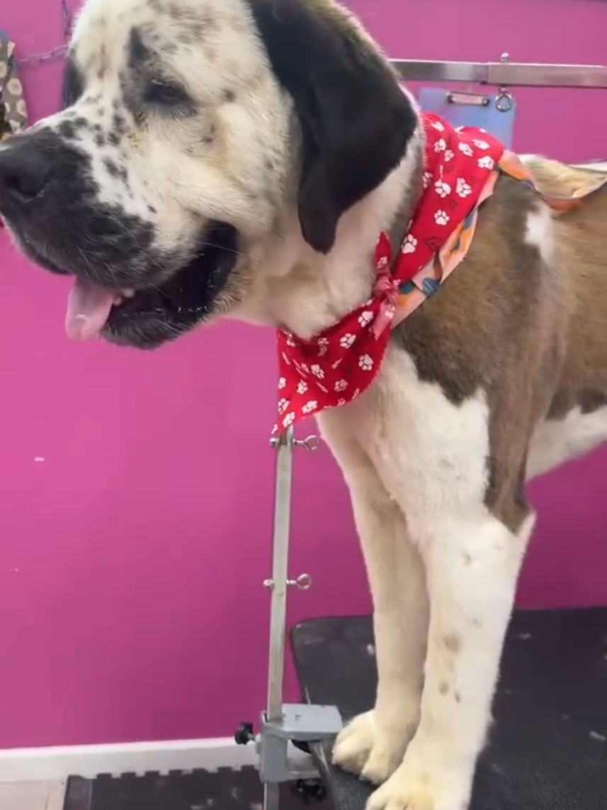 @bubulabapetgrooming