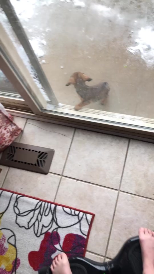 @Baby doxie