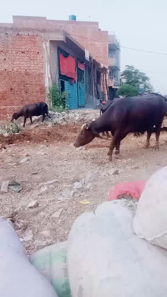 @ladlagujjar4973