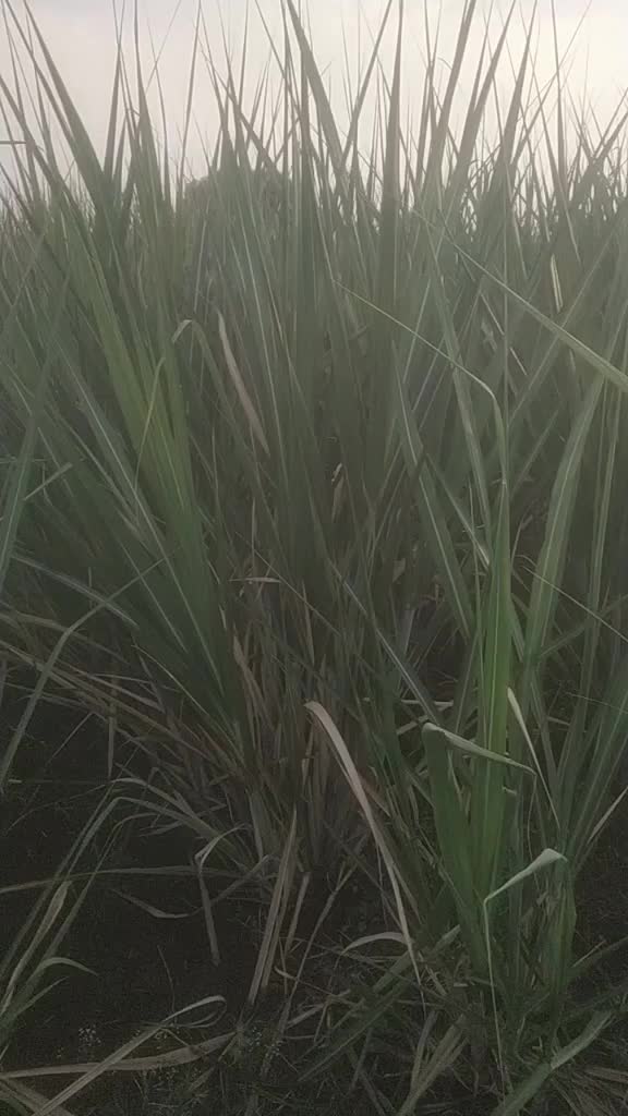 @sawantprasad59829017