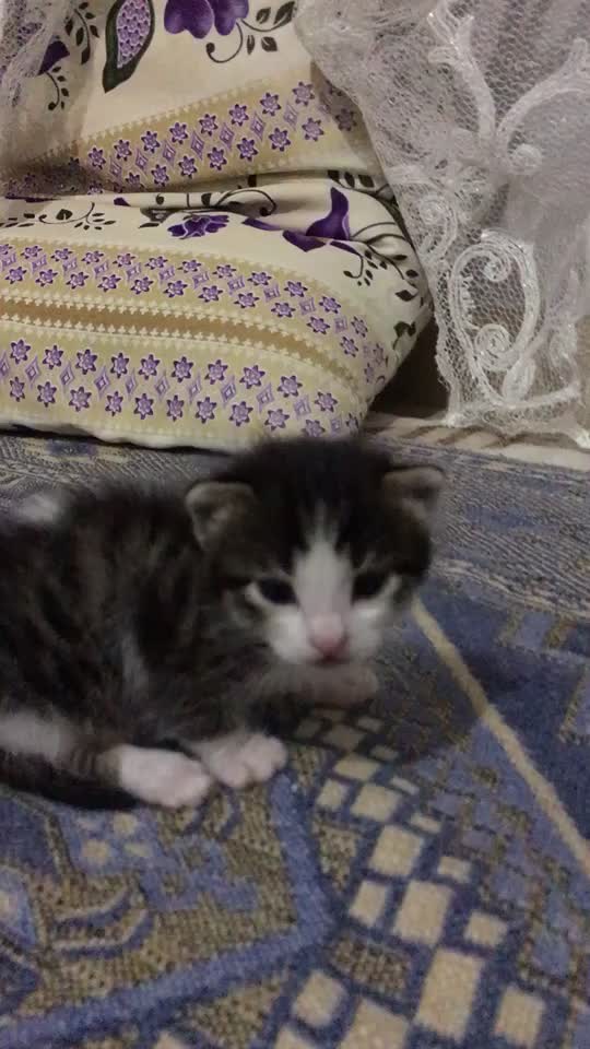 @ŞİRİN 🐈🐈