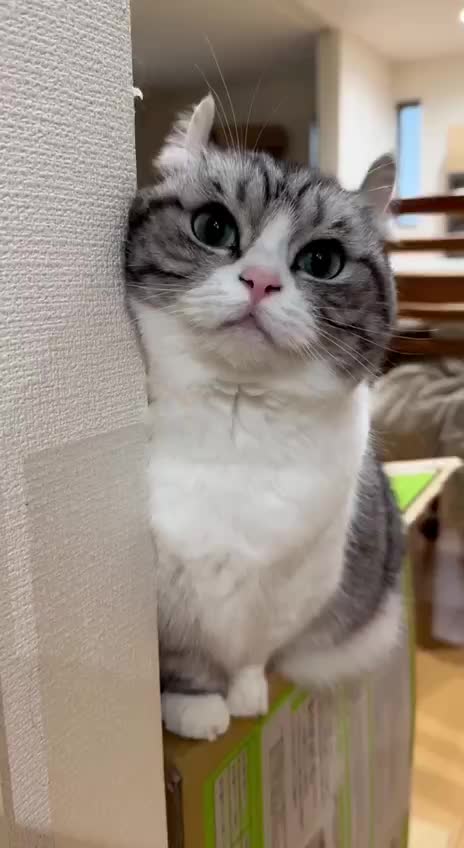 @гифки с комару