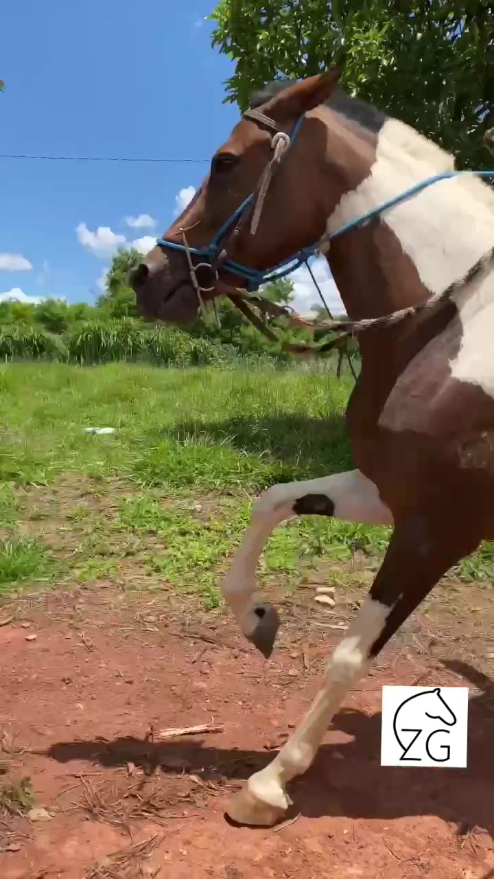 @Haras Zé Galego