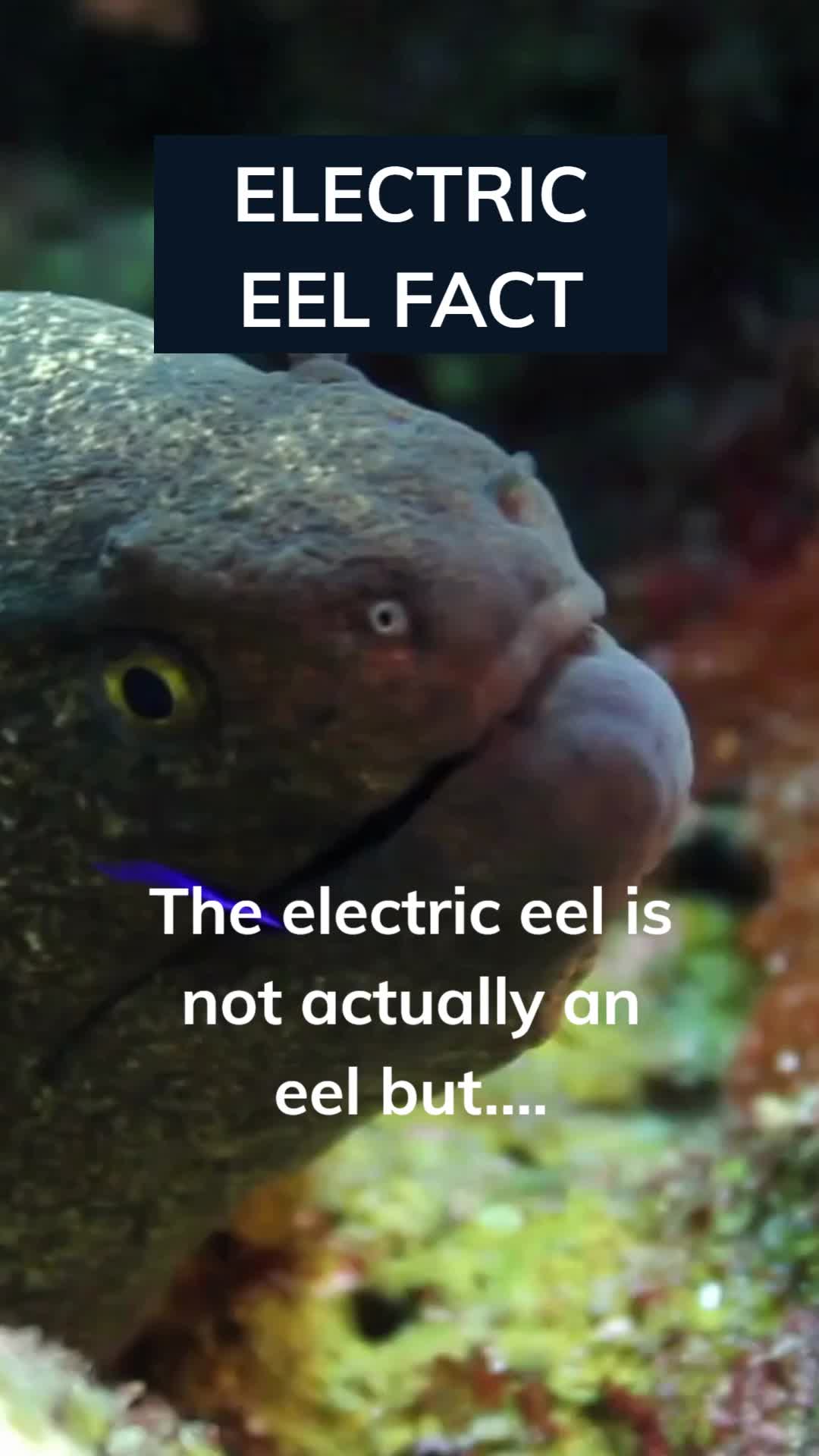 @Amusing Animal Facts