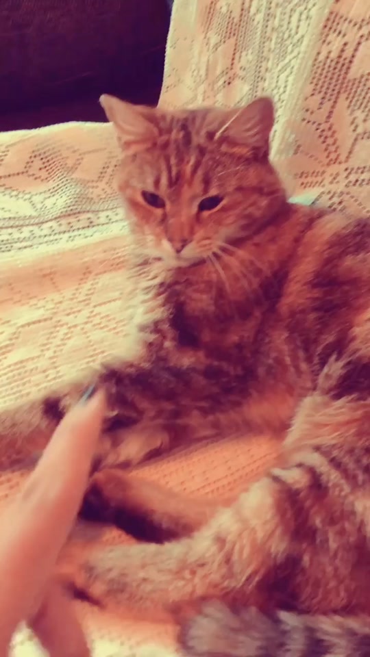 @Kitty02 🐈 🇳🇴