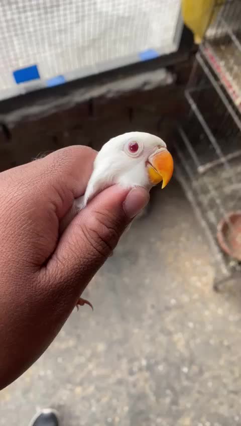 @Lala Aviary