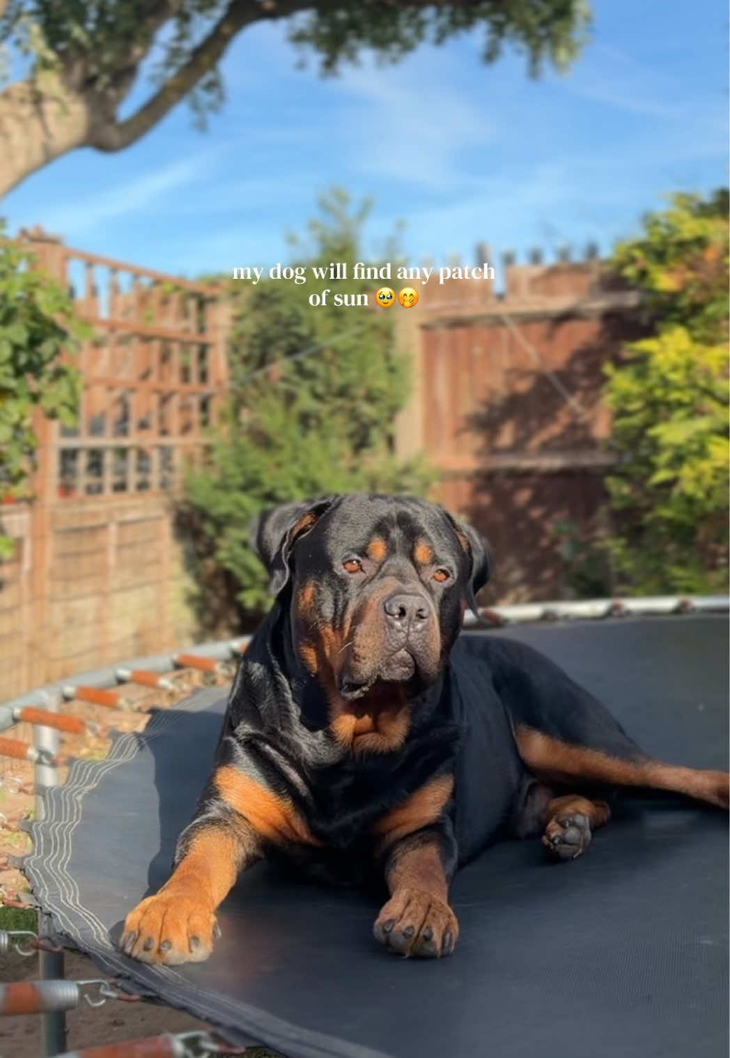 @Nyla Bo Rottweiler