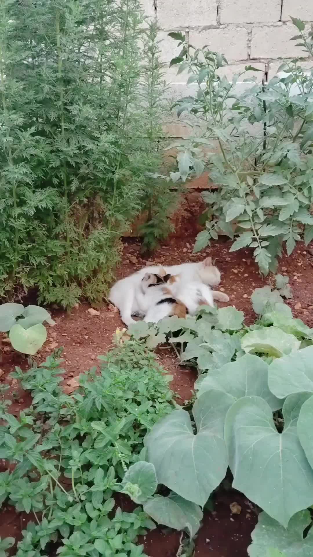 @ابواصطيف