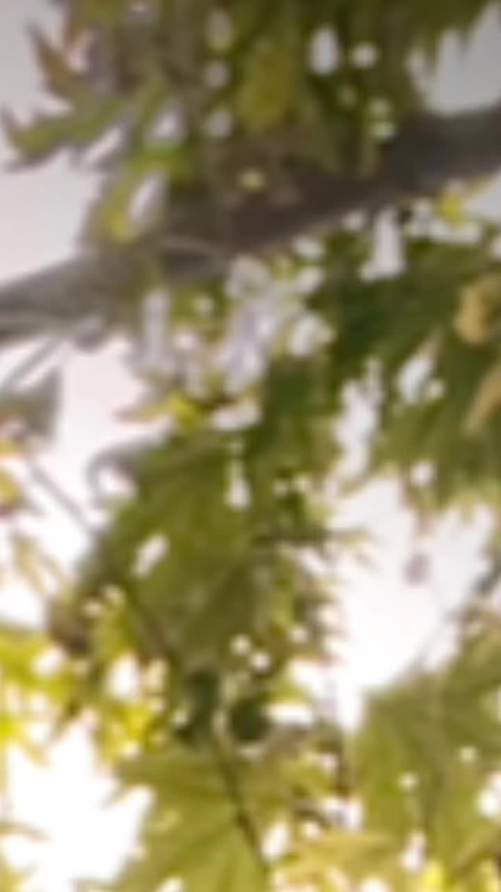 @SnSr