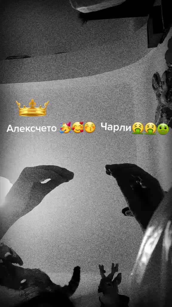 @alekscheto1