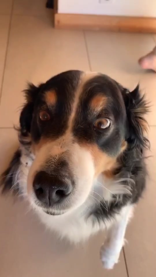 @Chocolats Le Chien