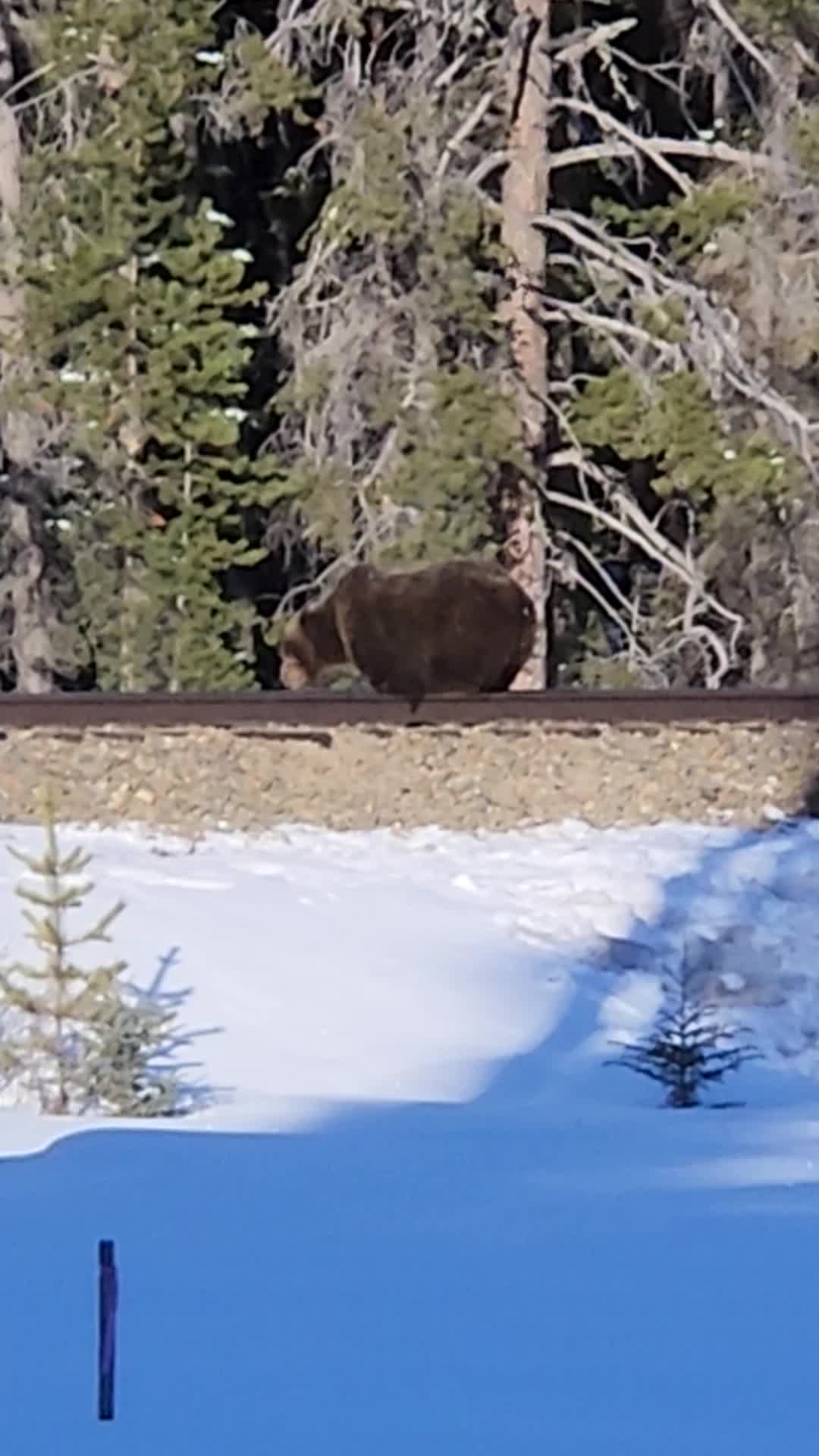 @Banff Nature and Wildlife