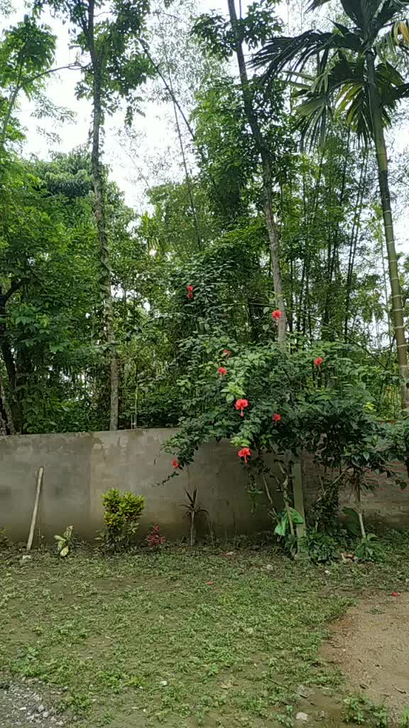 @Parbina Sonowal