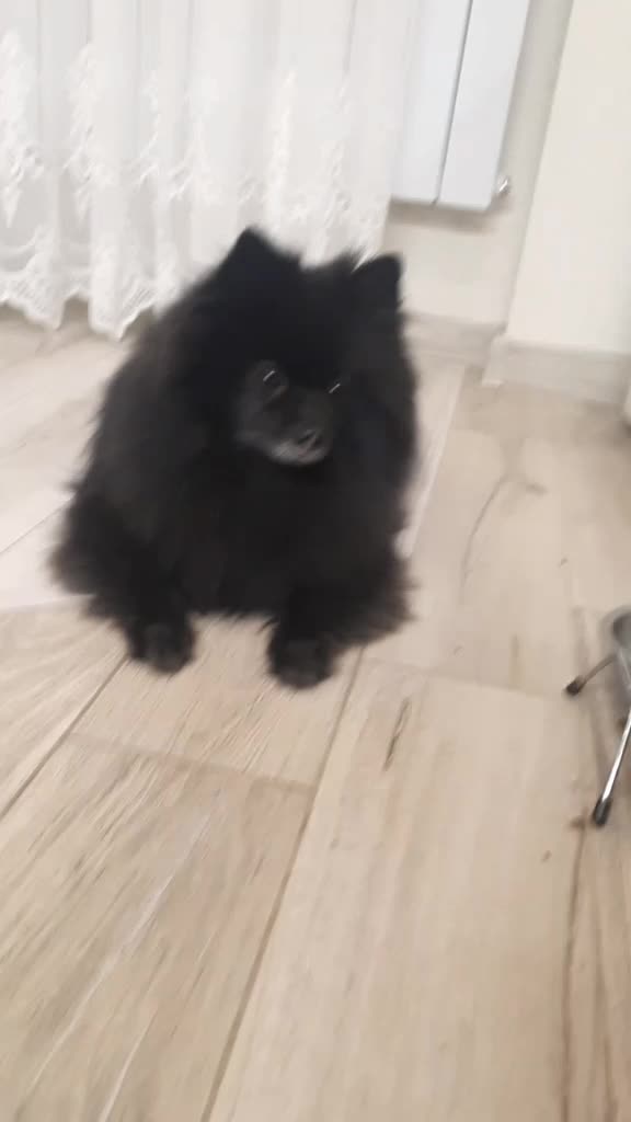 @dog_chip