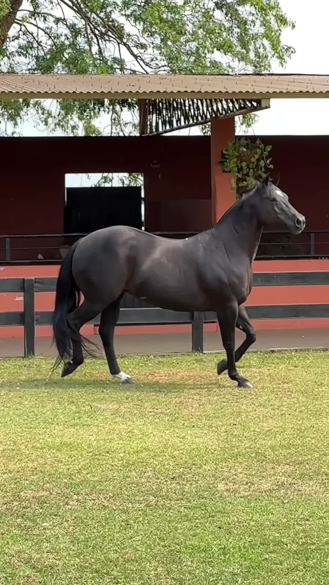 @PRIME HORSE