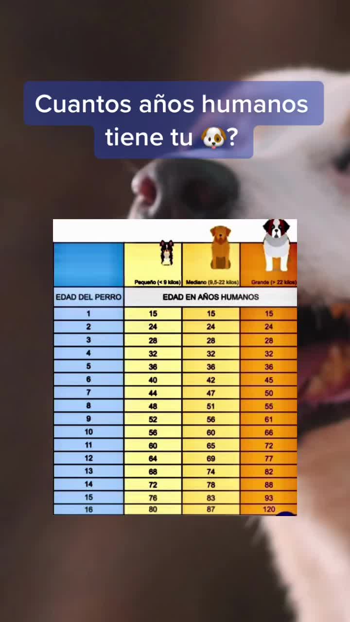 @mascotasfelices
