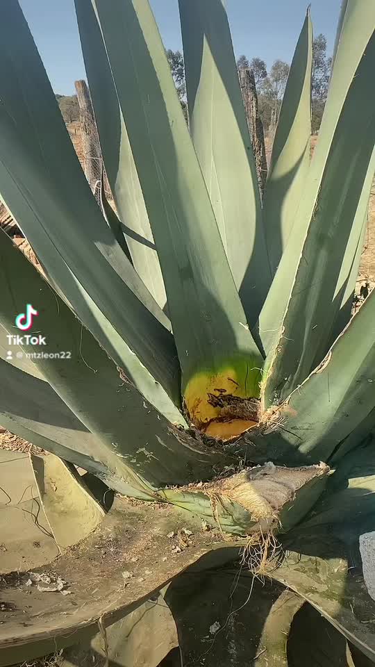 @Martínez León