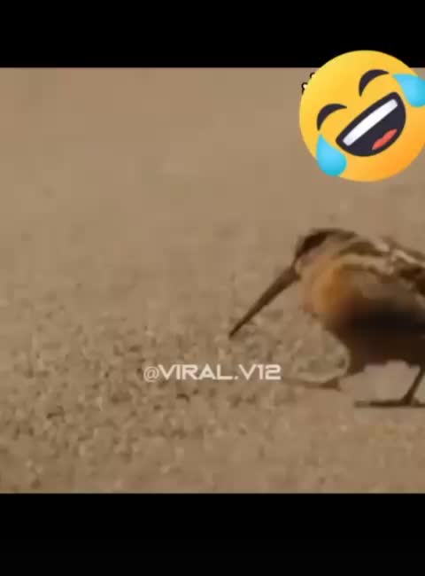 @EL.DEUTSCH 🇩🇪