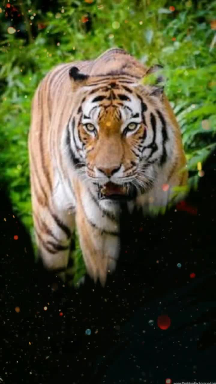 @Tiktok Bollywood