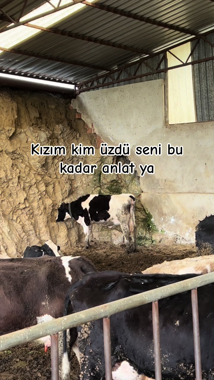@Töre