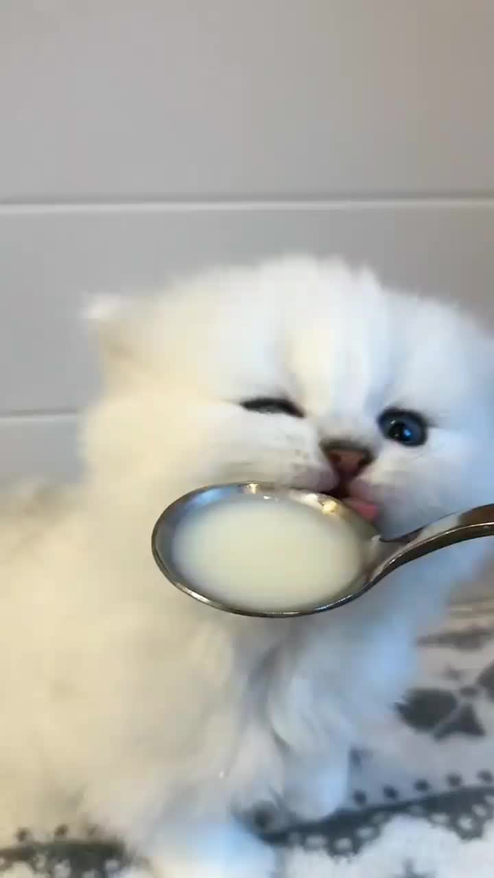 @chenyang