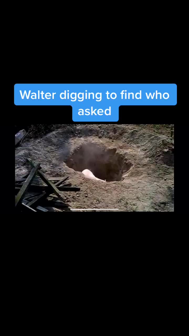 @WalterDog